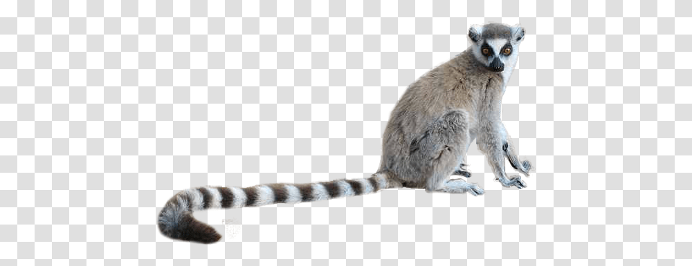 Lemur, Animals, Mammal, Pet, Wildlife Transparent Png