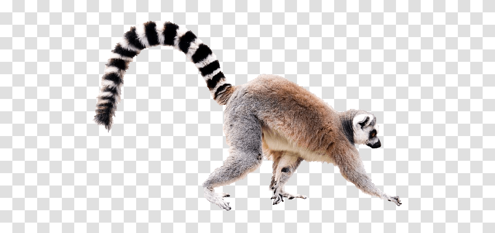 Lemur, Animals, Mammal, Wildlife, Dog Transparent Png
