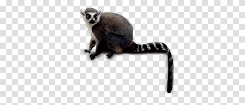 Lemur, Animals, Mammal, Wildlife, Giant Panda Transparent Png