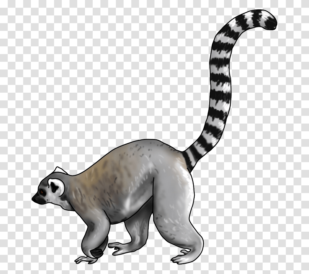 Lemur, Animals, Mammal, Wildlife, Pet Transparent Png