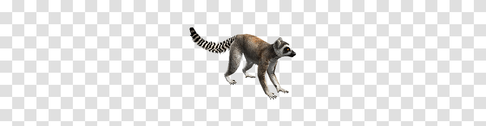 Lemur, Animals, Mammal, Wildlife, Raccoon Transparent Png
