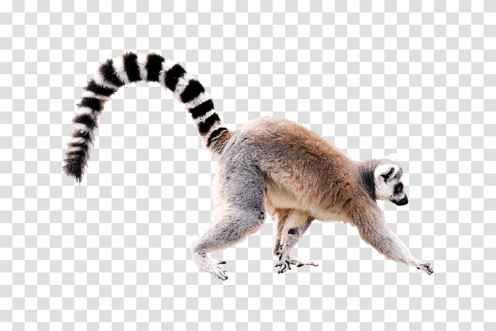 Lemur, Animals, Wildlife, Mammal, Cat Transparent Png