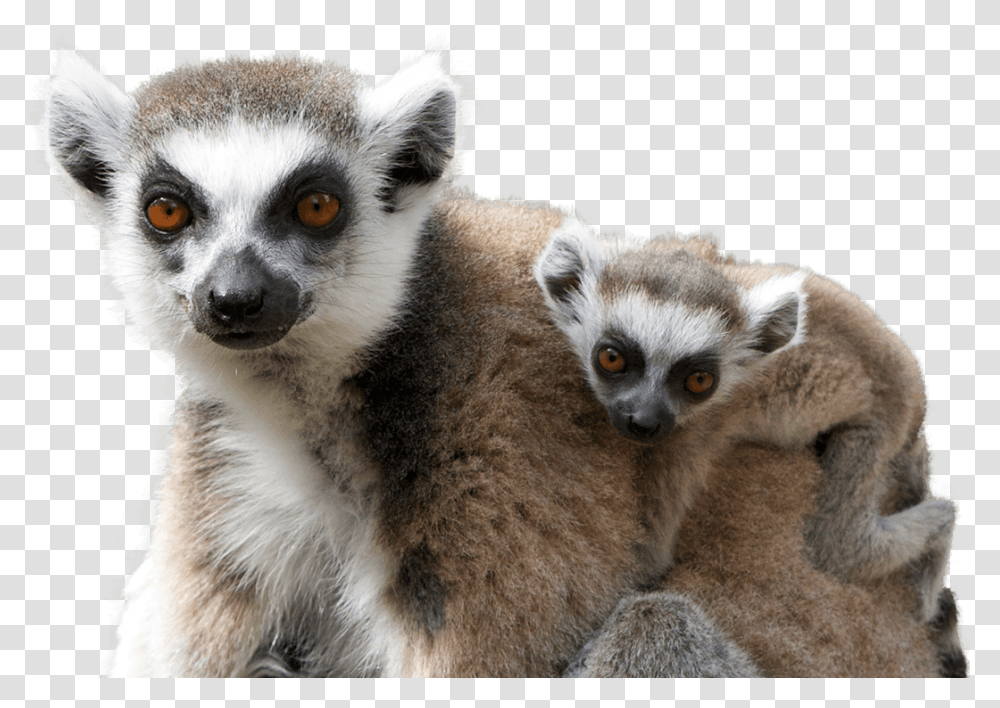 Lemur, Animals, Wildlife, Mammal, Dog Transparent Png