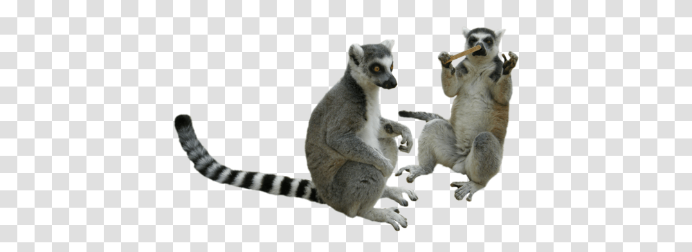 Lemur, Animals, Wildlife, Mammal, Lion Transparent Png