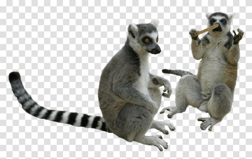 Lemur, Animals, Wildlife, Mammal, Lion Transparent Png