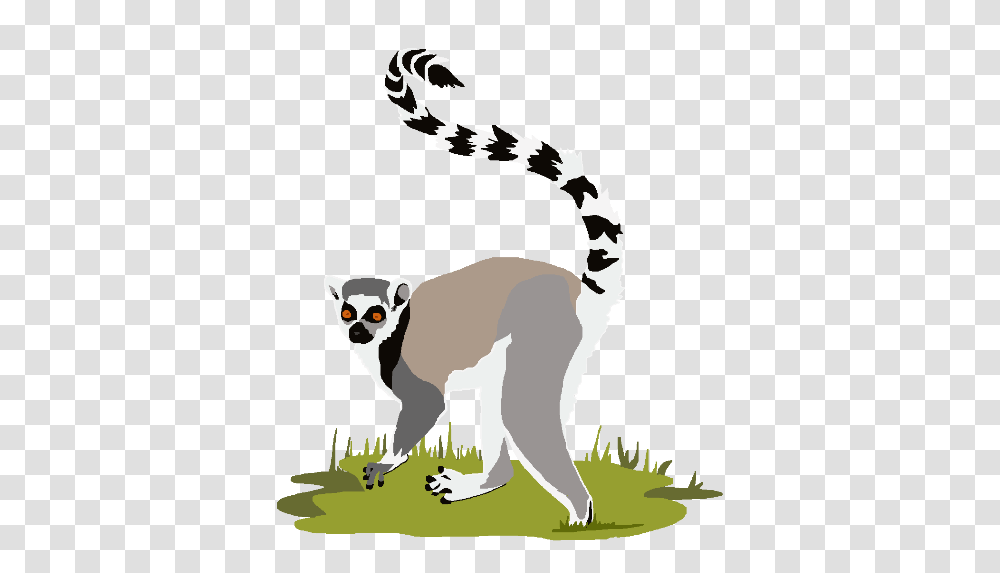 Lemur, Animals, Wildlife, Mammal, Poster Transparent Png