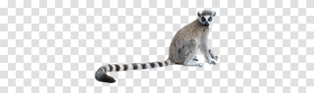 Lemur, Animals, Wildlife, Mammal, Rat Transparent Png