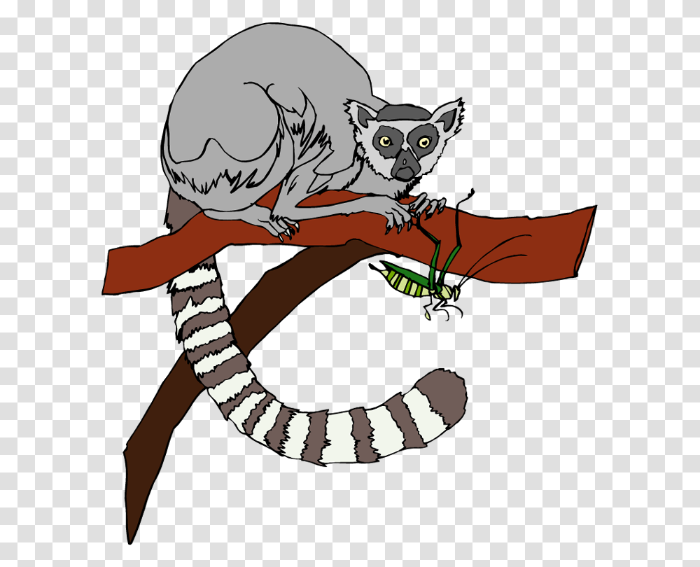 Lemur Clip Art, Animal, Wildlife, Mammal, Person Transparent Png