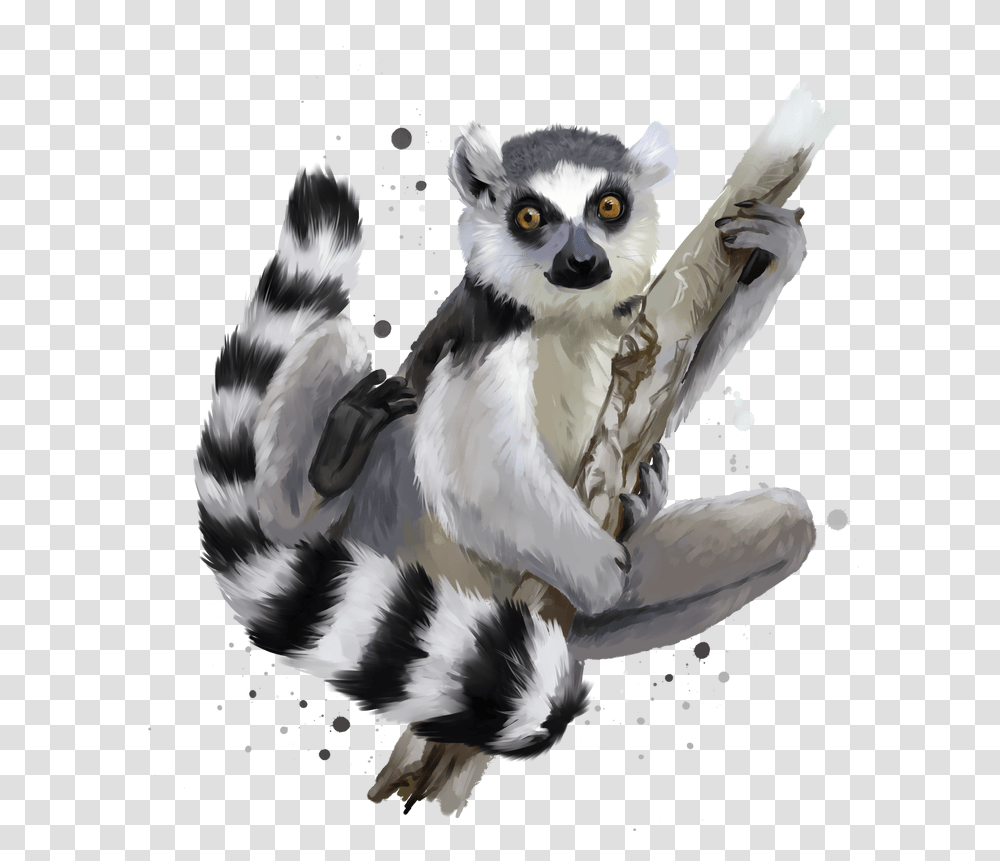 Lemur Clipart Lemurs, Wildlife, Mammal, Animal, Chicken Transparent Png