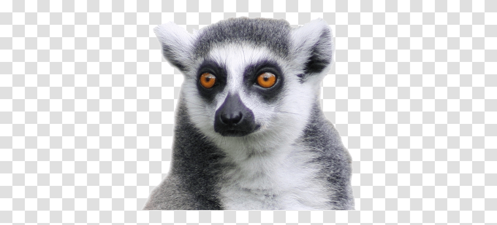 Lemur Download Free Lemur, Dog, Pet, Canine, Animal Transparent Png