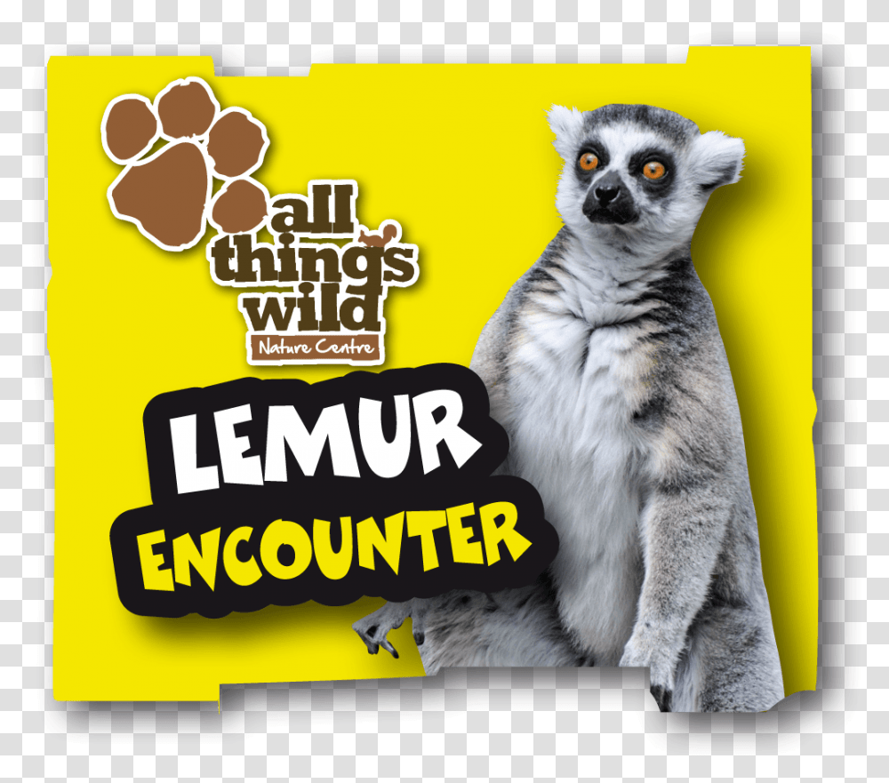 Lemur Encounter All Things Wild, Advertisement, Poster, Mammal, Animal Transparent Png