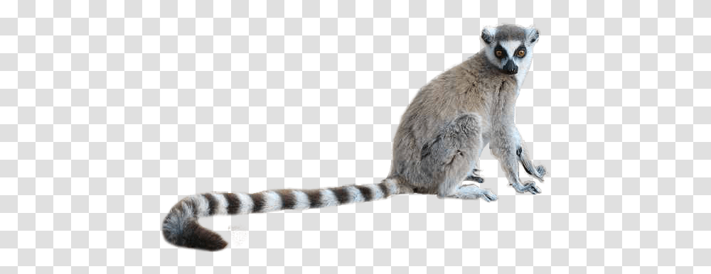 Lemur Lemur, Animal, Mammal, Wildlife, Bird Transparent Png