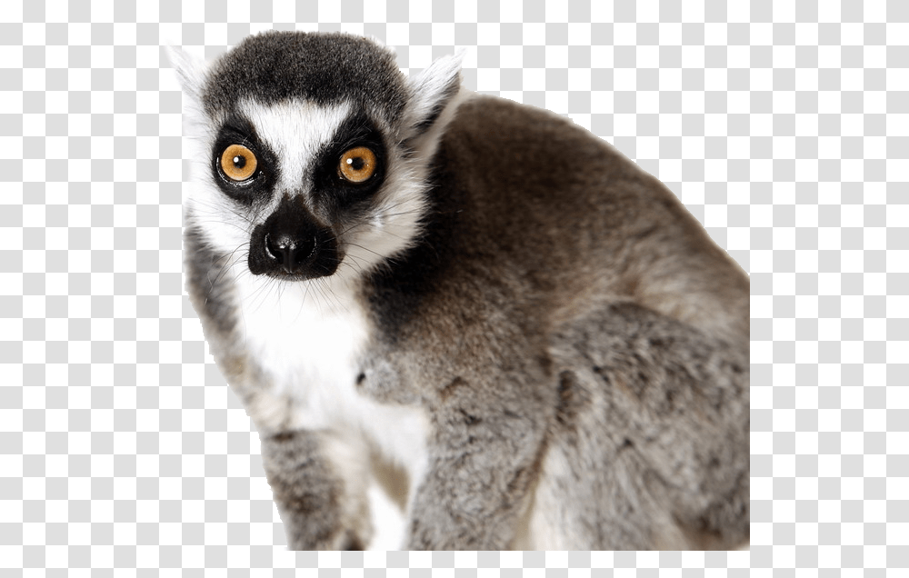 Lemur Lemur Ring Tailed Lemur, Wildlife, Mammal, Animal, Cat Transparent Png