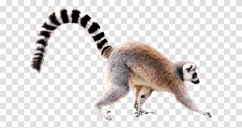 Lemur Ring Tailed Lemur White Background, Animal, Mammal, Wildlife, Dog Transparent Png