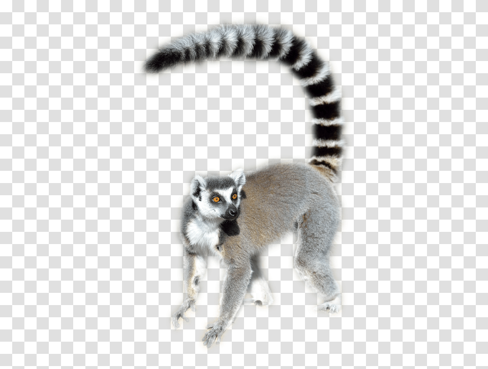 Lemur Ring Tailed Lemur, Wildlife, Mammal, Animal, Dog Transparent Png