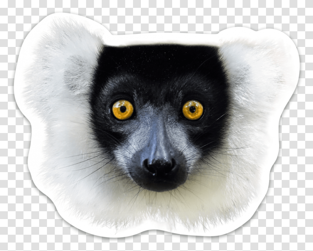 Lemur Sifaka, Wildlife, Mammal, Animal, Bird Transparent Png