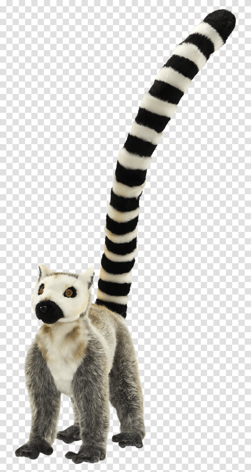 Lemur Tail Circle Dial Icon, Mammal, Animal, Wildlife, Cat Transparent Png