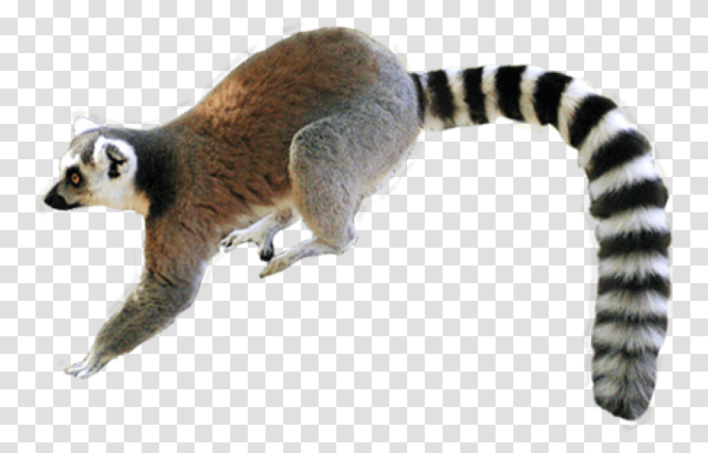 Lemur Tropical Rainforest Animals, Mammal, Wildlife, Cat, Pet Transparent Png