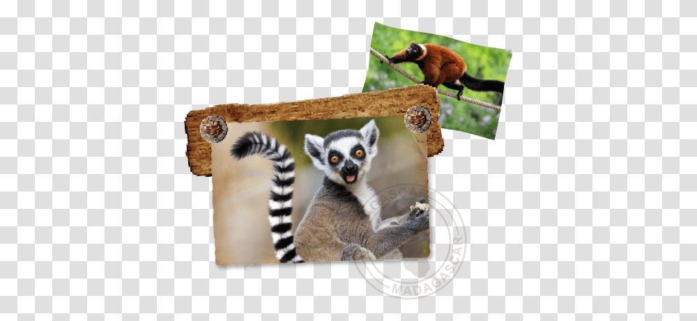 Lemurs Of Madagascar - St Augustine Alligator Farm Lemurs Animal, Bird, Mammal, Wildlife, Cat Transparent Png