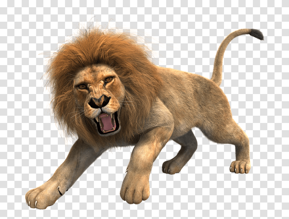 Leo Full Hd Loin, Lion, Wildlife, Mammal, Animal Transparent Png
