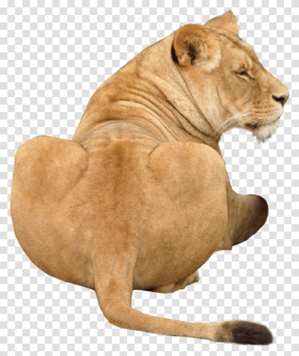 Leo Lion, Animal, Mammal, Wildlife, Dog Transparent Png
