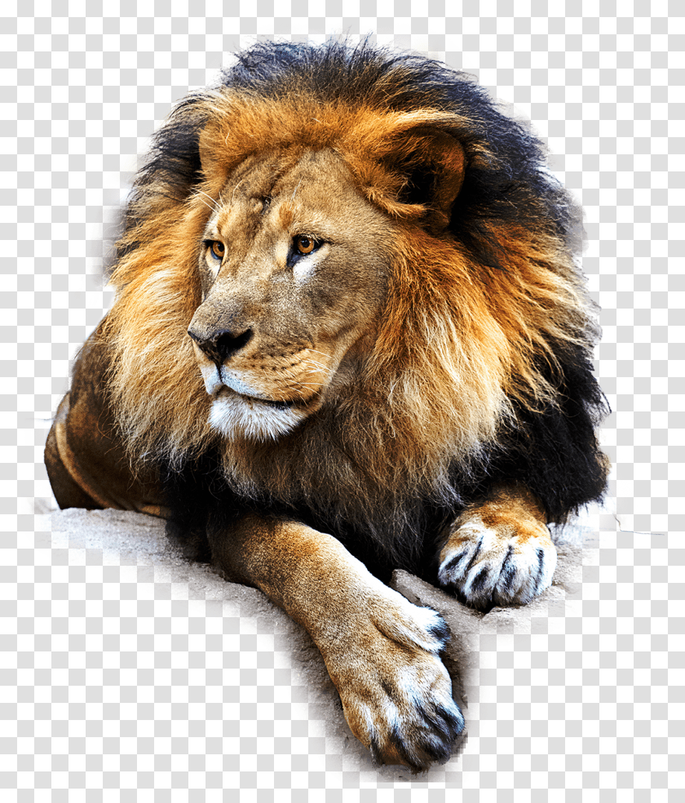 Leon, Lion, Wildlife, Mammal, Animal Transparent Png