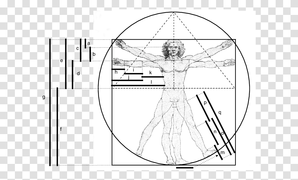 Leonardo Da Vinci Leonardo Da Vinci Ergonomics, Plot, Person, Human, Diagram Transparent Png