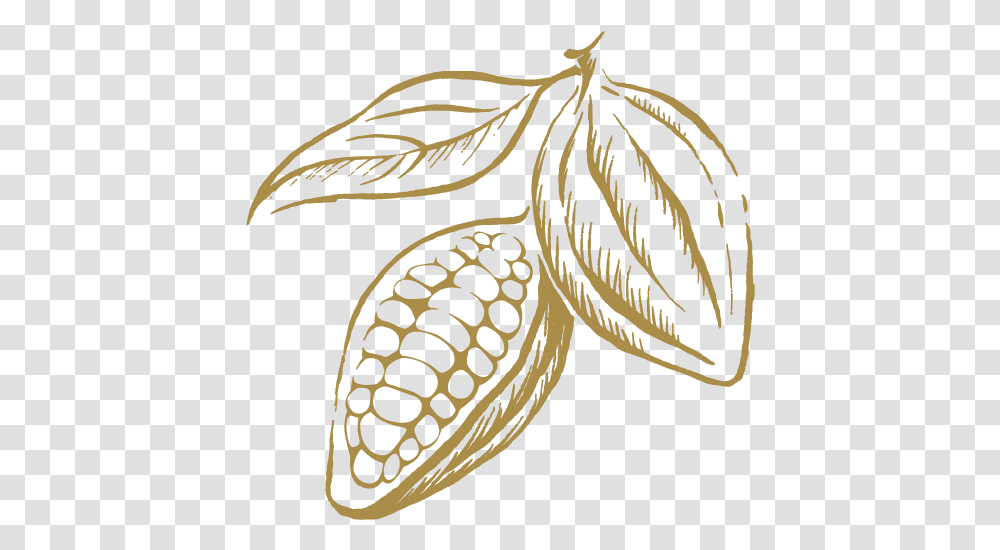 Leonidas Cocoa Bean, Plant, Seed, Grain, Produce Transparent Png