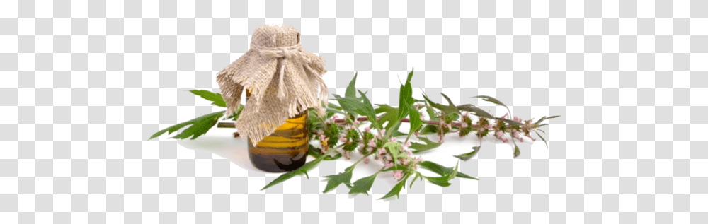 Leonurus, Plant, Flower, Blossom, Jar Transparent Png