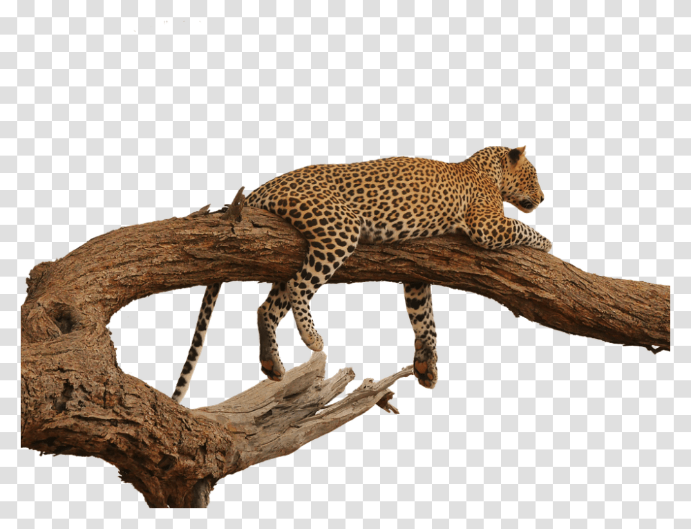 Leopard 960, Animals, Panther, Wildlife, Mammal Transparent Png