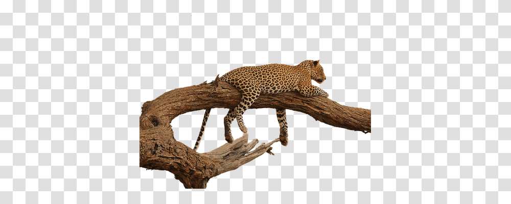 Leopard Nature, Panther, Wildlife, Mammal Transparent Png