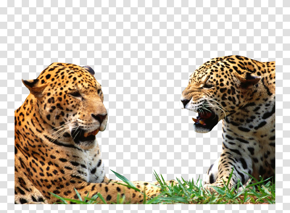 Leopard, Animals, Mammal, Wildlife, Panther Transparent Png
