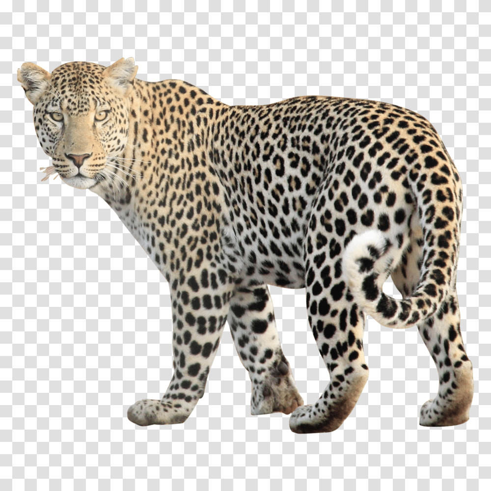 Leopard, Animals, Panther, Wildlife, Mammal Transparent Png