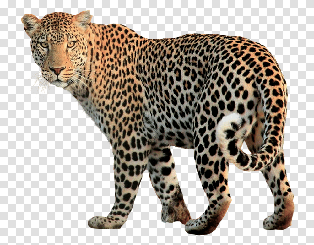 Leopard, Animals, Panther, Wildlife, Mammal Transparent Png