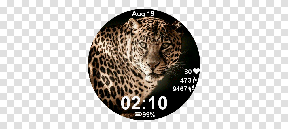 Leopard Arboreal Animals Ten Example, Panther, Wildlife, Mammal, Jaguar Transparent Png