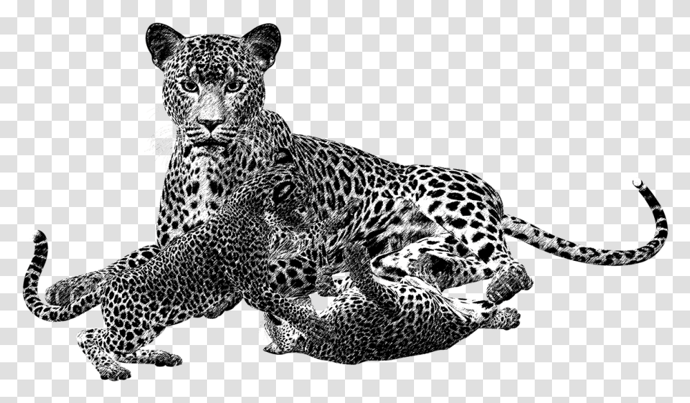 Leopard Black And White Leopard Black Animales Carnivoros En Blanco Y Negro, Panther, Wildlife, Mammal, Jaguar Transparent Png