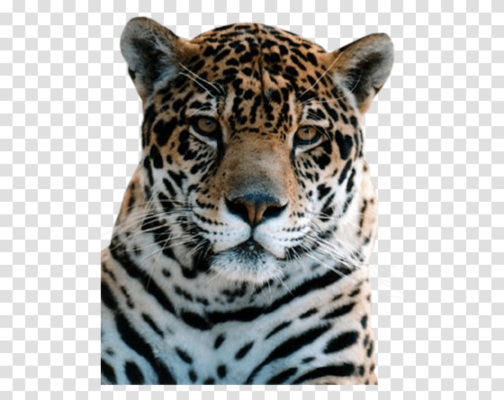 Leopard Free Download, Panther, Wildlife, Mammal, Animal Transparent Png