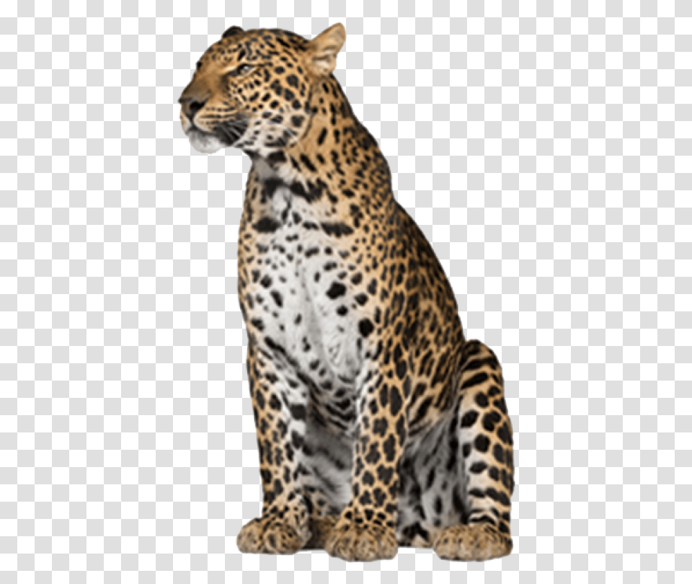 Leopard Free Download, Panther, Wildlife, Mammal, Animal Transparent Png