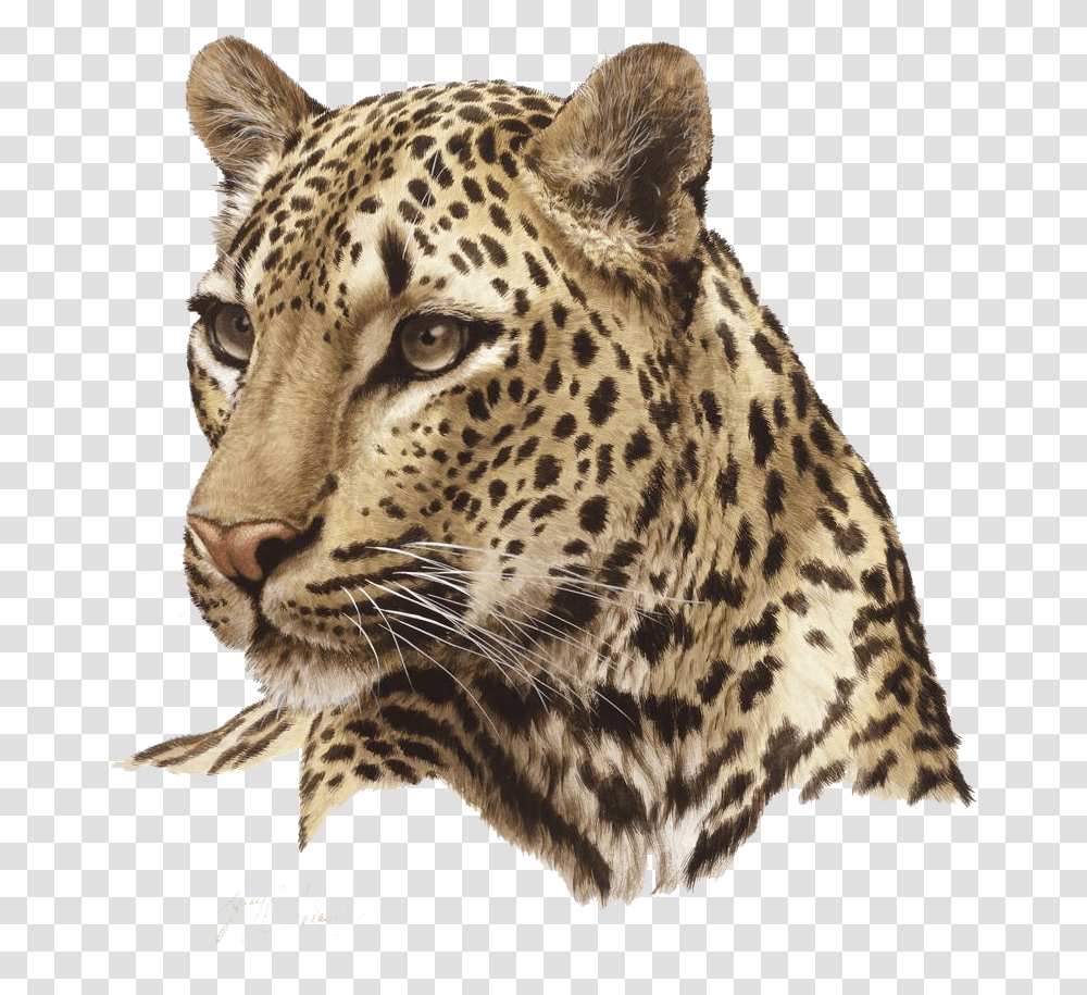 Leopard Free Images Animal Head, Panther, Wildlife, Mammal, Jaguar Transparent Png