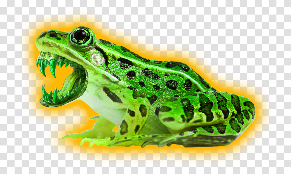 Leopard Frog With White Background, Amphibian, Wildlife, Animal, Lizard Transparent Png