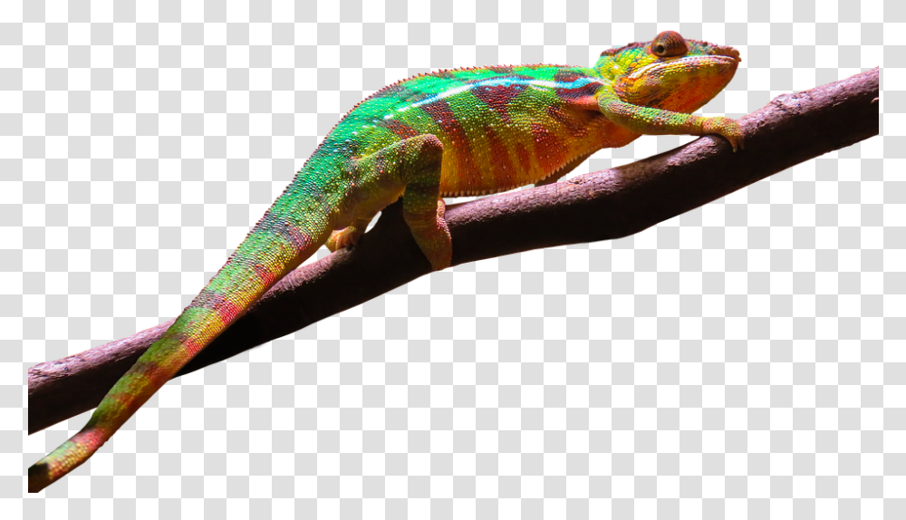 Leopard Gecko Clipart Background Geckos Background, Iguana, Lizard, Reptile, Animal Transparent Png