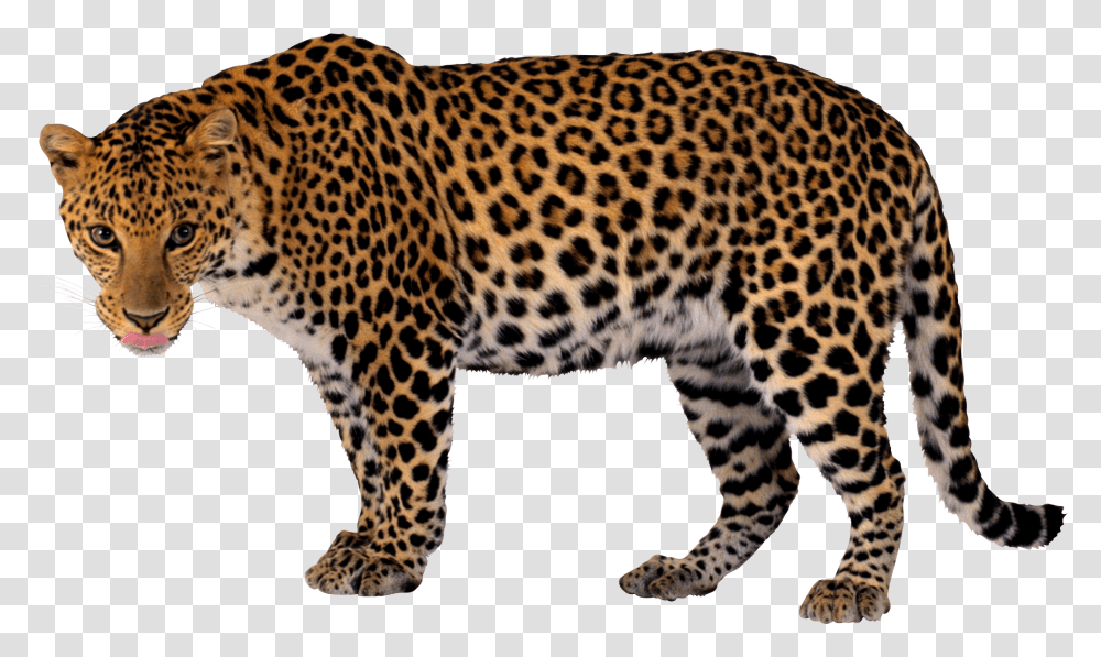 Leopard Hd Leopard Hd Images, Panther, Wildlife, Mammal, Animal Transparent Png