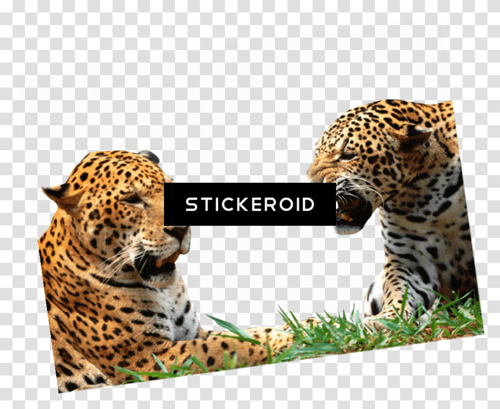Leopard Hd, Wildlife, Animal, Mammal, Panther Transparent Png