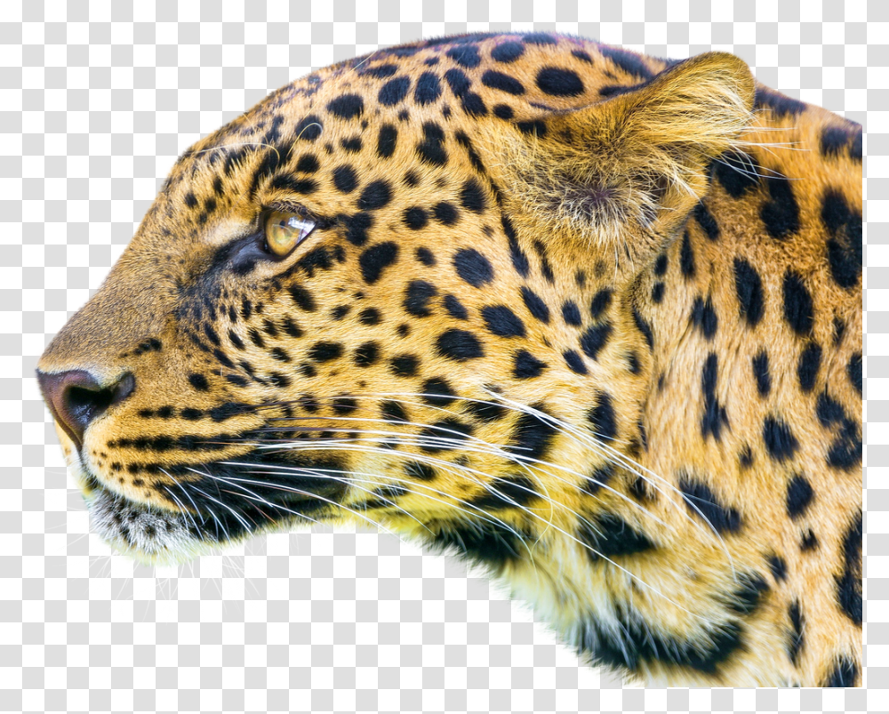 Leopard Image, Panther, Wildlife, Mammal, Animal Transparent Png