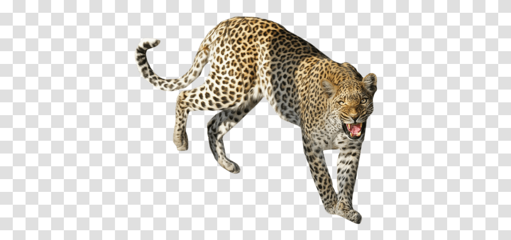 Leopard Images, Panther, Wildlife, Mammal, Animal Transparent Png