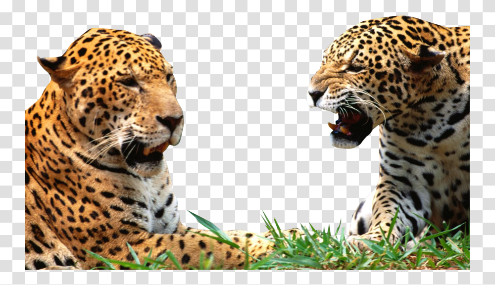Leopard Jacksonville Jaguars Funny Memes, Wildlife, Animal, Mammal, Panther Transparent Png