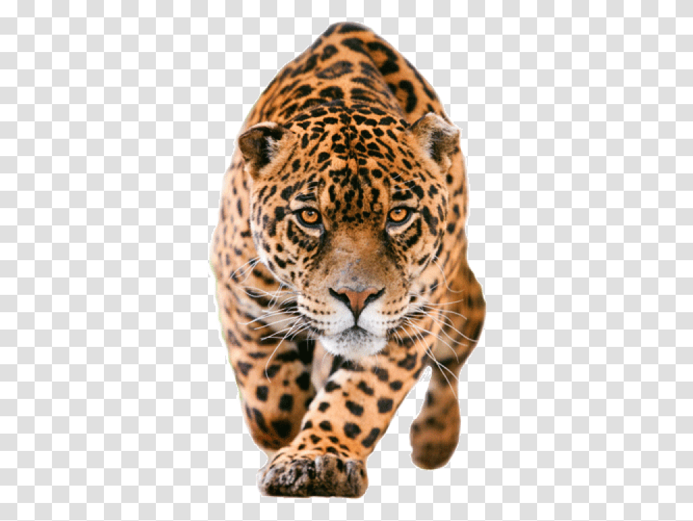 Leopard No Background, Panther, Wildlife, Mammal, Animal Transparent Png