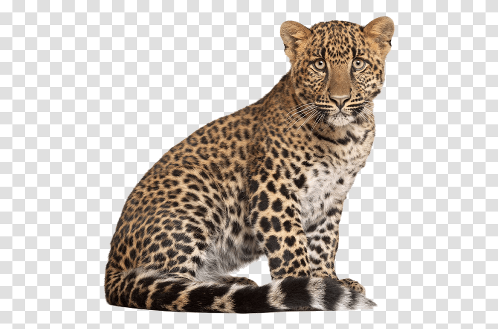 Leopard, Panther, Wildlife, Mammal, Animal Transparent Png