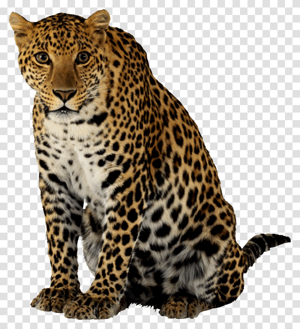 Leopard, Panther, Wildlife, Mammal, Animal Transparent Png
