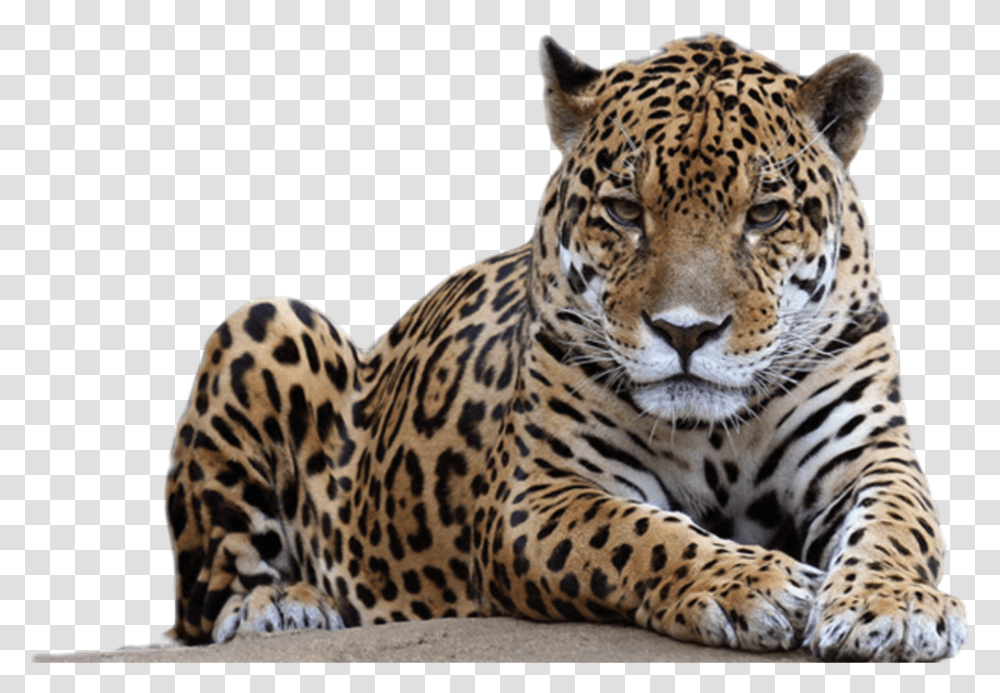 Leopard Spots Leopard Transparent Png